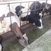 شیر گاو پرچرب