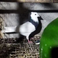 کبوتر کله دم سبز و طوقی نر|پرنده|قائم‌شهر, |دیوار