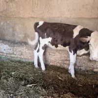 یک جفت گوساله ماده سمینتال