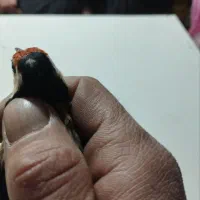 سهره های نر ونشاندار|پرنده|تبریز, |دیوار