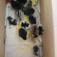 جوجه دوهفته ای وجوجه بلدرچین|حیوانات مزرعه|قم, حاج خلیل|دیوار