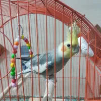 یک جفت عروس هلندی