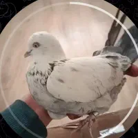 کبوتر گم شده