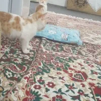 نگهداری از دوتا بچه گربه خانگی