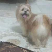 واگذاری سگ|سگ|پاکدشت, حصار امیر|دیوار