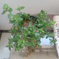 گل ناز یخی و برگ بیدی|گل و گیاه طبیعی|شاهدشهر, |دیوار