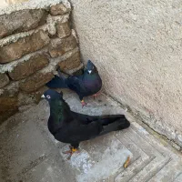 یک جفت کبوتر ذاغ