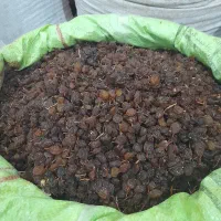 کشمش آفتابی|خوردنی و آشامیدنی|بجنورد, |دیوار