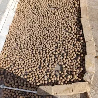 گردو مرغوب