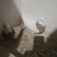 طوقی زردخالدار|پرنده|لالجین, |دیوار