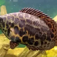 ماهی گورامی برگی