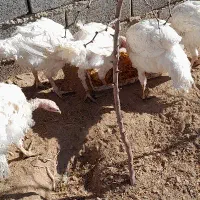 بوغلمون گوشتی