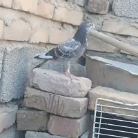 کبوتر|پرنده|ایرانشهر, |دیوار