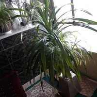 گل زبیاوبزرگ