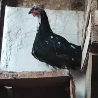 مرغ خروس گلین و تیمچه گلین ،جوجه یک ماهه و دوماهه|حیوانات مزرعه|تهران, سعیدآباد|دیوار