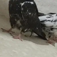 پرنده|پرنده|قوچان, |دیوار