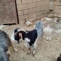 بز چاق مخصوص قصابی