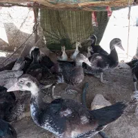 اردک خارجی