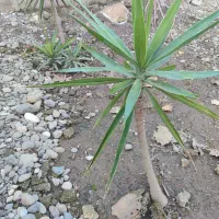 تعدادی گل یوکا بفروش میرسد|گل و گیاه طبیعی|کوچصفهان, |دیوار