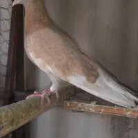 کبوتر زرد پرشی