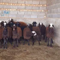 تعداد ۲۵عدد بره ماده