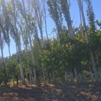 زمین باغ زرد الو و الوچه|فروش زمین و ملک کلنگی|کشکسرای, |دیوار