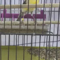 قناری نر ابلغ درشت و کشیده|پرنده|قزوین, |دیوار