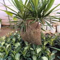 فروش گیاهان کادویی و ماندگار|گل و گیاه طبیعی|تبریز, |دیوار