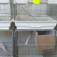 قفس عروس هلندی