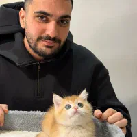 گربه نژاد بریتیش طلایی