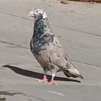 کفتر|پرنده|لنجان, |دیوار