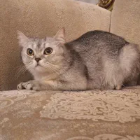 واگذاری گربه بریتیش اصل