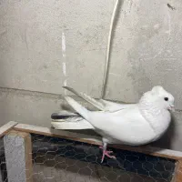 نر قزقن