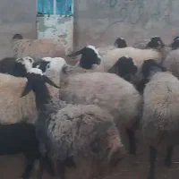 میش اصیل شال|حیوانات مزرعه|اسفرورین, |دیوار