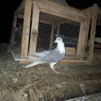 یک جفت ساده الماسی ترکه زرد