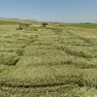 یونجه|خدمات باغبانی و درختکاری|ماهیدشت, |دیوار
