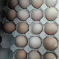 تخم نطفه دار برهما