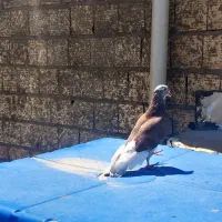 کبوتر دو رگه