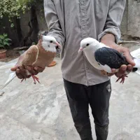 کبوتر دوبال