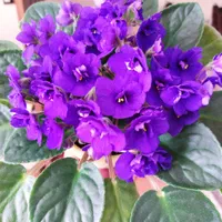 فروش کلی  وجزئی بنفشه آفریقایی