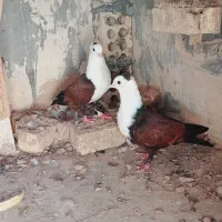 کبوتر