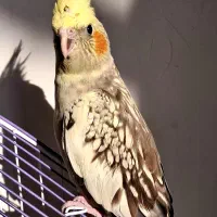 عروس هلندی
