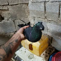 سیاه آبادانی