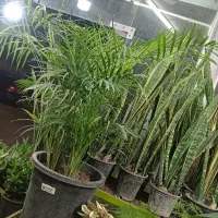 قیمت عجیب اما واقعی گل آپارتمان پتوس دیفن اگلونما