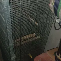 قفس پرنده|لوازم جانبی حیوانات|هشتگرد, فاز ۱ مهستان|دیوار