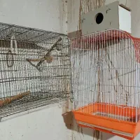 قفس مرغ عشق و عروس هلندی