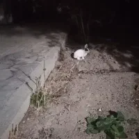 خرگوش|موش و خرگوش|شهرضا, |دیوار