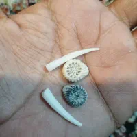 مهره اصل دریایی|کلکسیون اشیاء عتیقه|قم, کاسه گران|دیوار