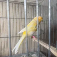 قناری مزایکی قرمز و سیلور و عروس هلندی