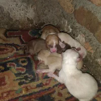 توله های بوبی پامر سرابی|سگ|سراب, |دیوار